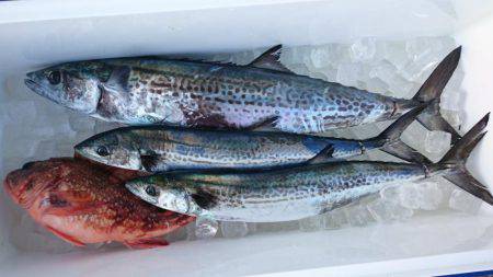 スーパーコーリンで今年の初獲物