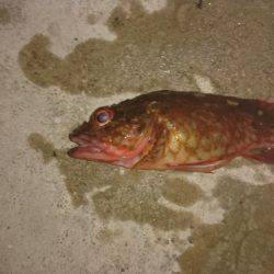 メバルはどこに？