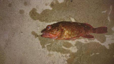 メバルはどこに？