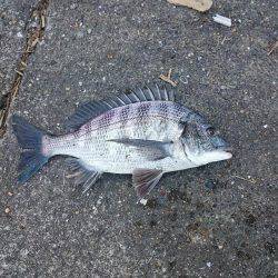 激渋の越中キス