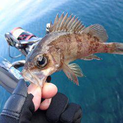 快晴メバリング