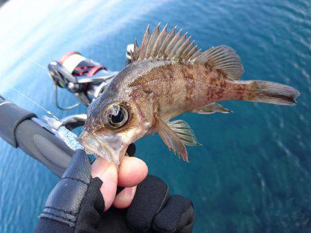 快晴メバリング