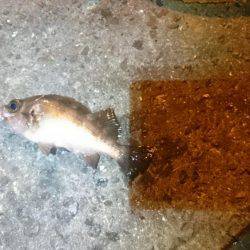 風にも負けず！