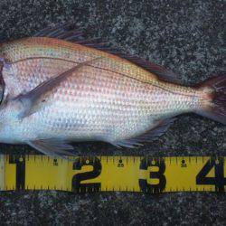 ショアジギング釣行