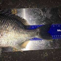 短時間釣行 チヌ&タケノコメバル