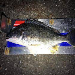 デイ&ナイトチニング