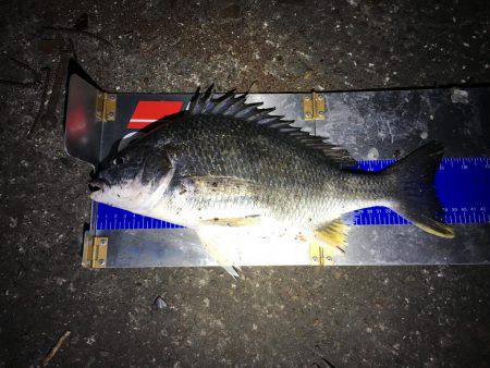 デイ&ナイトチニング