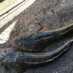 フラットフィッシング