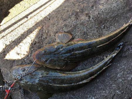 フラットフィッシング