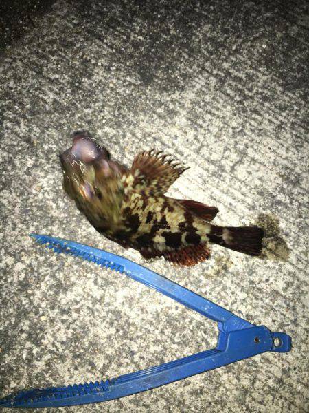 メバリング修行