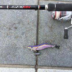 癒しのコウイカちゃん