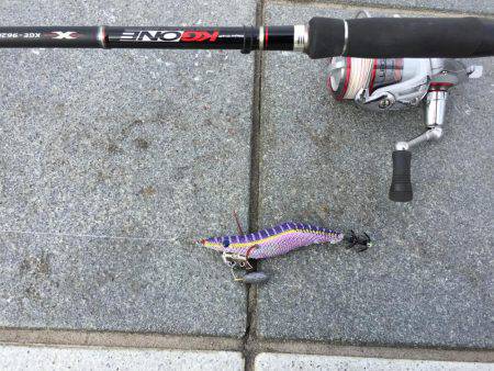 癒しのコウイカちゃん