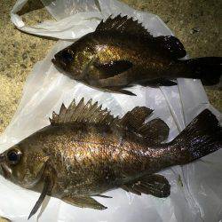 そう！これが釣り！