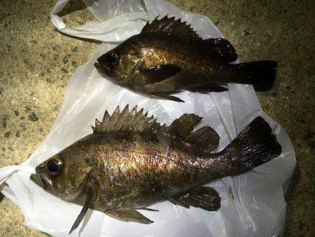 そう！これが釣り！