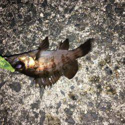 ボウズ逃れメバリング