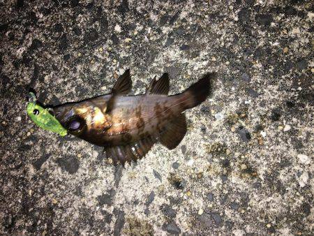 ボウズ逃れメバリング