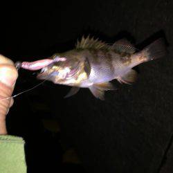 ライトタックルでシーバス