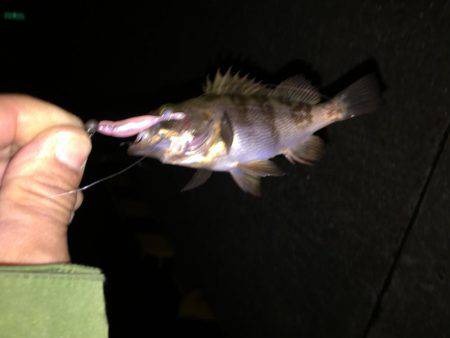 ライトタックルでシーバス