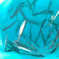 丹沢湖で今シーズン最後のボートワカサギ