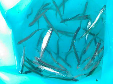 丹沢湖で今シーズン最後のボートワカサギ