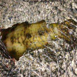 カゴ釣りのちヤエン