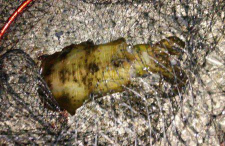 カゴ釣りのちヤエン