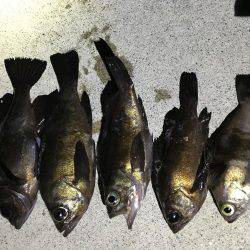 メバル釣れました！