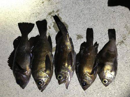 メバル釣れました！