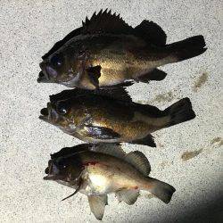 昨晩に引き続きメバル釣れましたメバリング