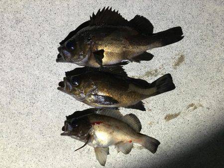 昨晩に引き続きメバル釣れましたメバリング