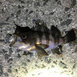 久しぶりにメバルヒット！