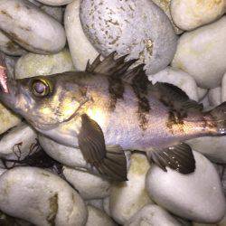 プラッキングメバル好調