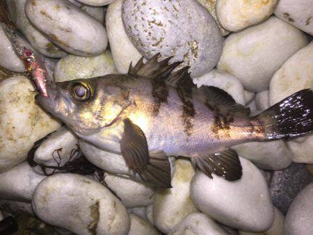 プラッキングメバル好調