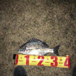 神戸湾奥ナイトチニング