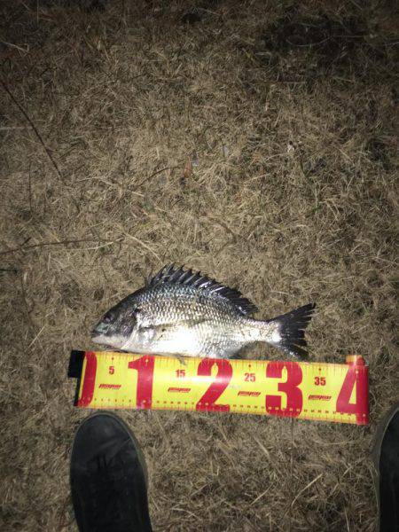 神戸湾奥ナイトチニング