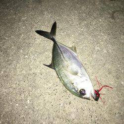 神戸湾奥チニングで41センチ