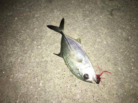 神戸湾奥チニングで41センチ