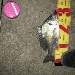 神戸湾奥チニングでキビレ30〜40