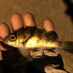 姫路から明石までランガン！