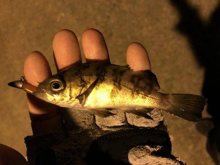 姫路から明石までランガン！