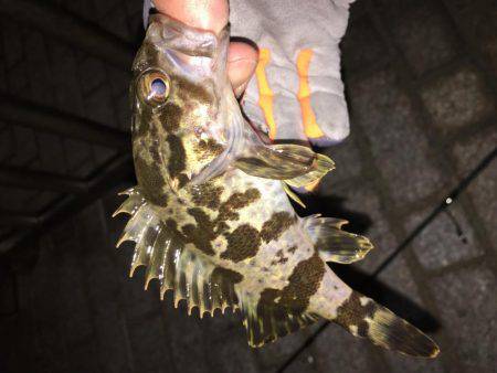 ロックフィッシュ