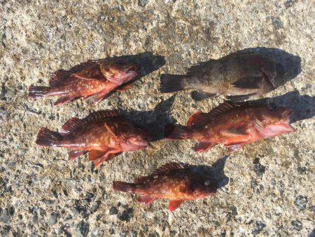 2017年社会の釣行