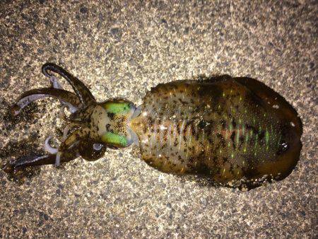 久しぶりの釣行