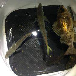 メバル少々、アジ少々