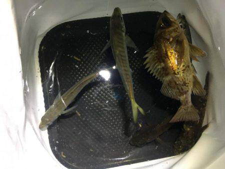 メバル少々、アジ少々