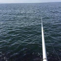 チヌ！何とか1枚