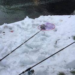 寒波の中。雪の中でチヌ。