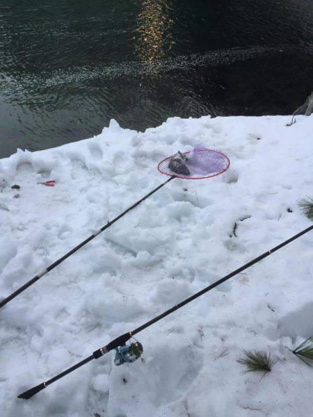 寒波の中。雪の中でチヌ。