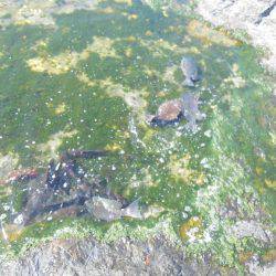 こんなん出ました・・・アオブダイ・・・