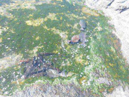 こんなん出ました・・・アオブダイ・・・